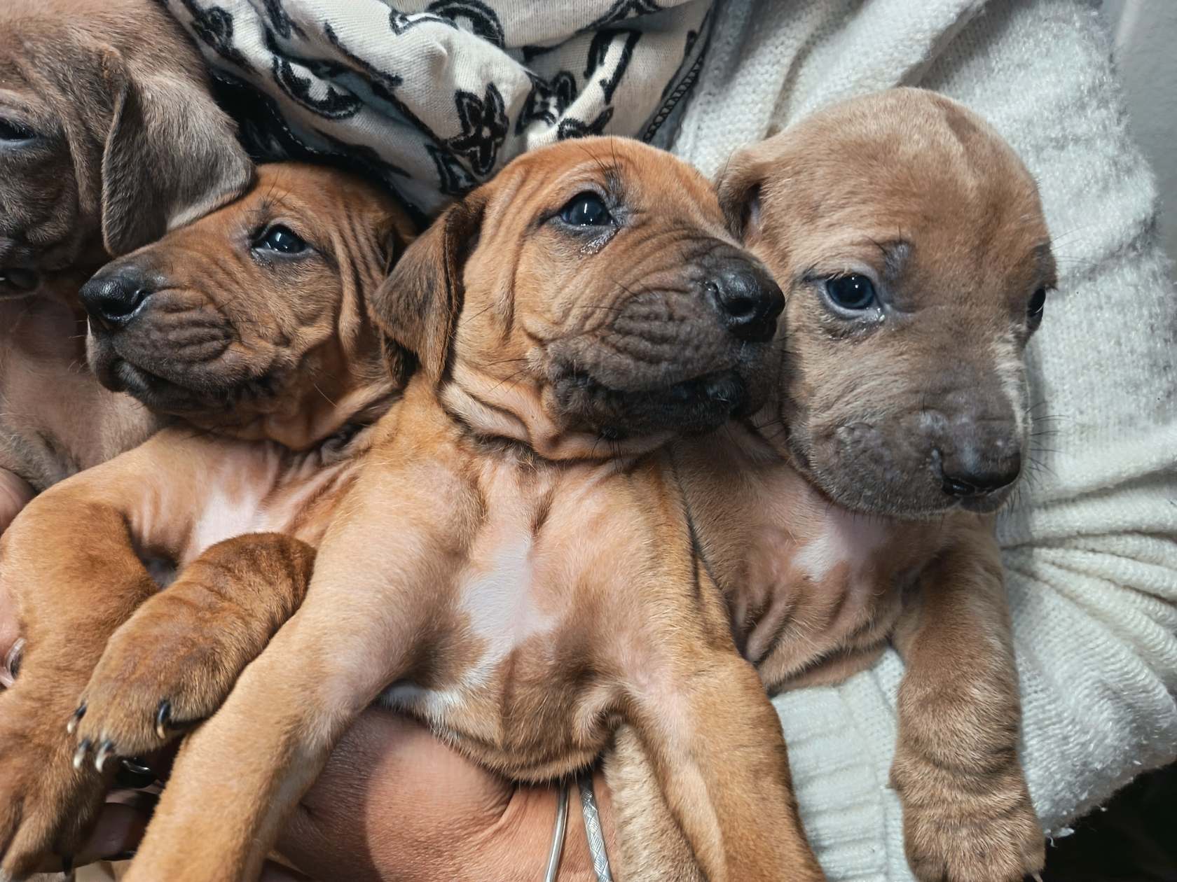 Rhodesian Ridgeback photo 2