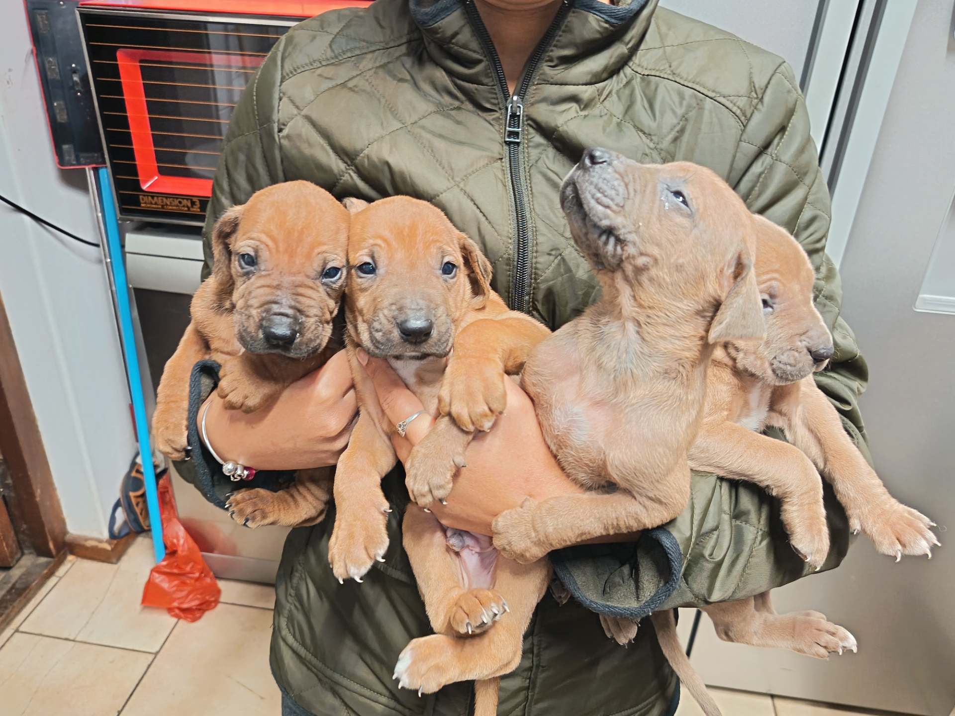 Rhodesian Ridgeback photo 3
