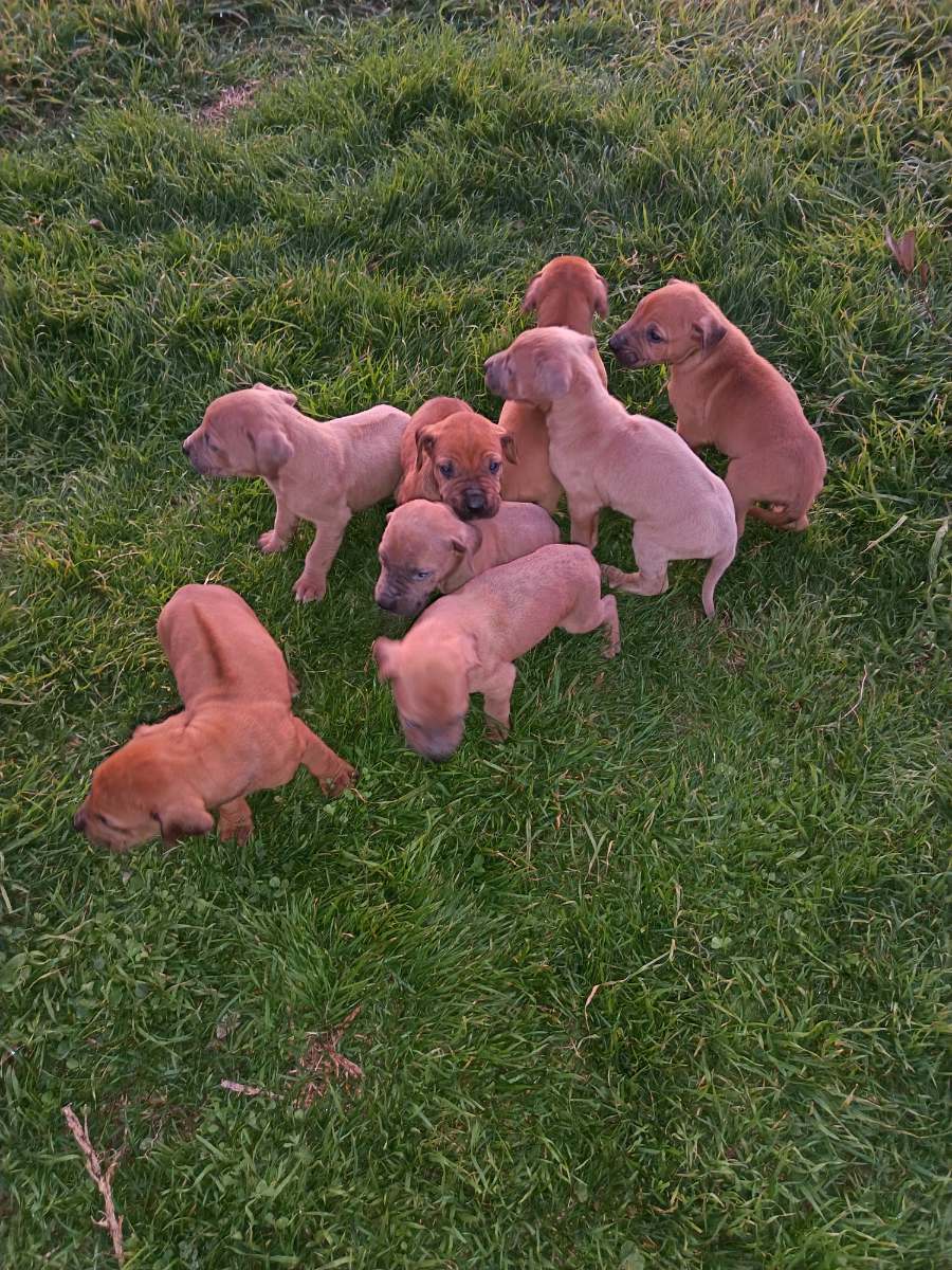 Rhodesian Ridgeback photo 4