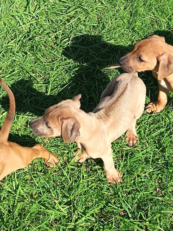 Rhodesian Ridgeback photo 5