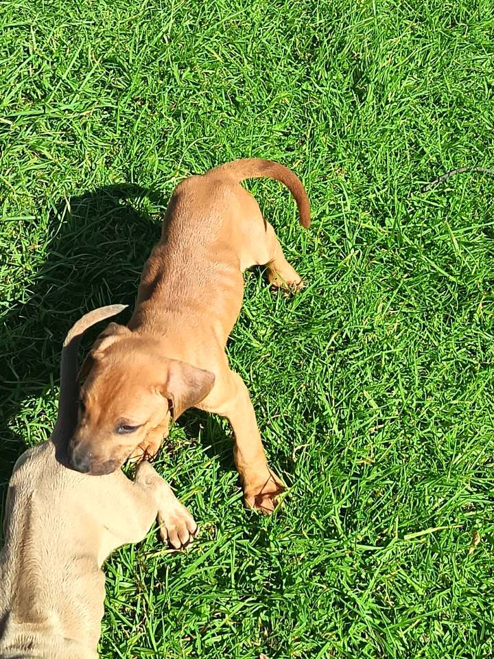 Rhodesian Ridgeback photo 6