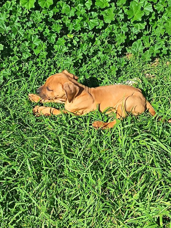 Rhodesian Ridgeback photo 7