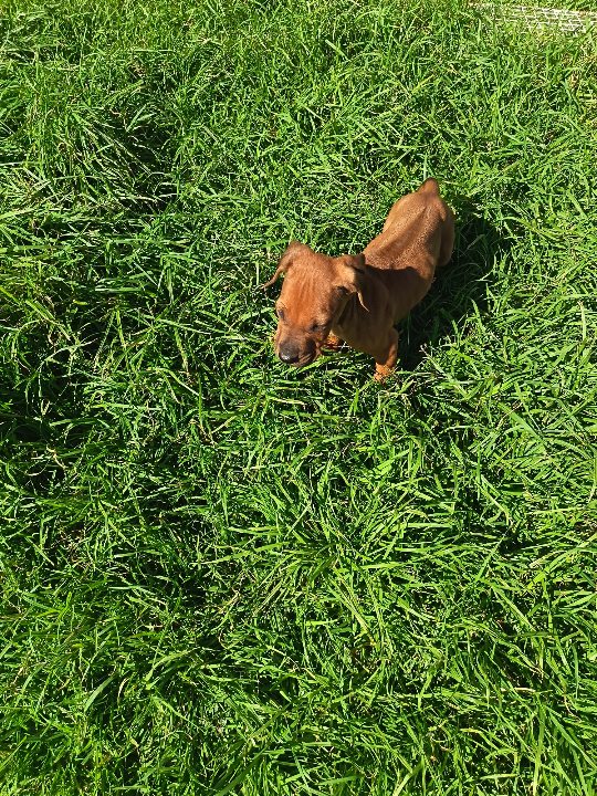 Rhodesian Ridgeback photo 8
