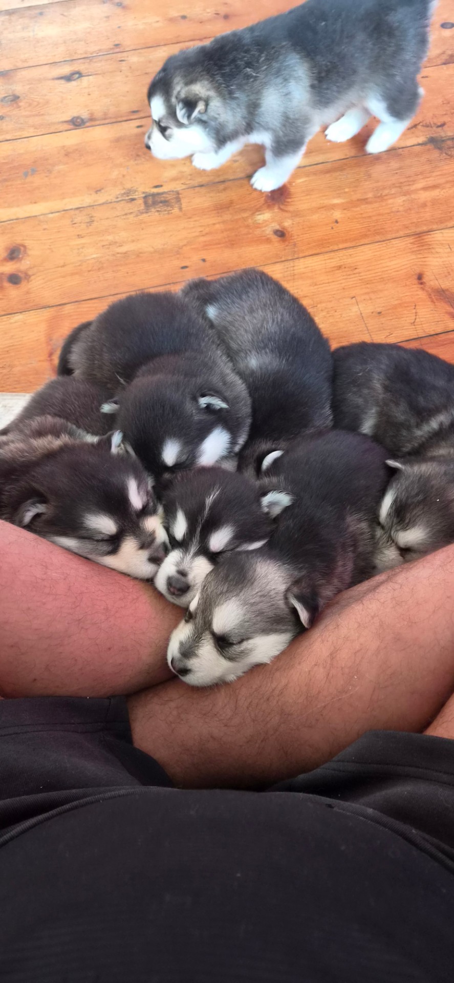 Siberian Husky photo 2