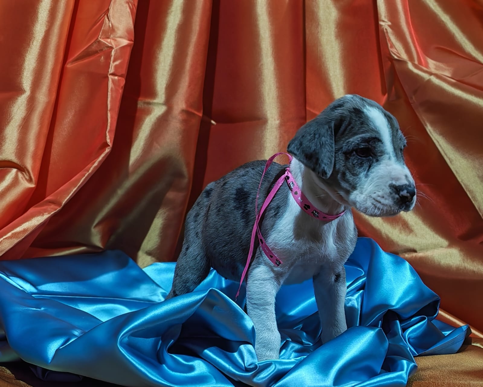 Great Dane listing photo