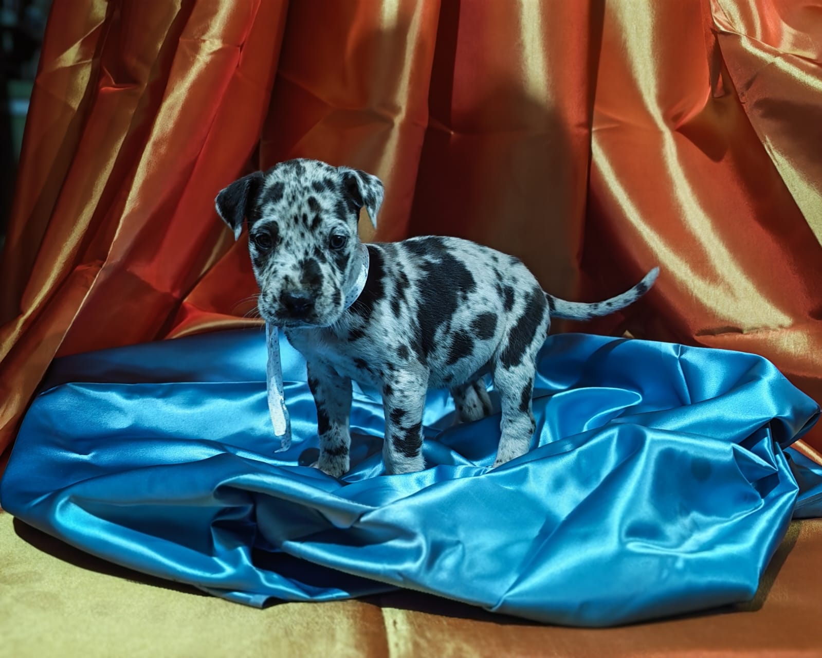 Great Dane photo 2
