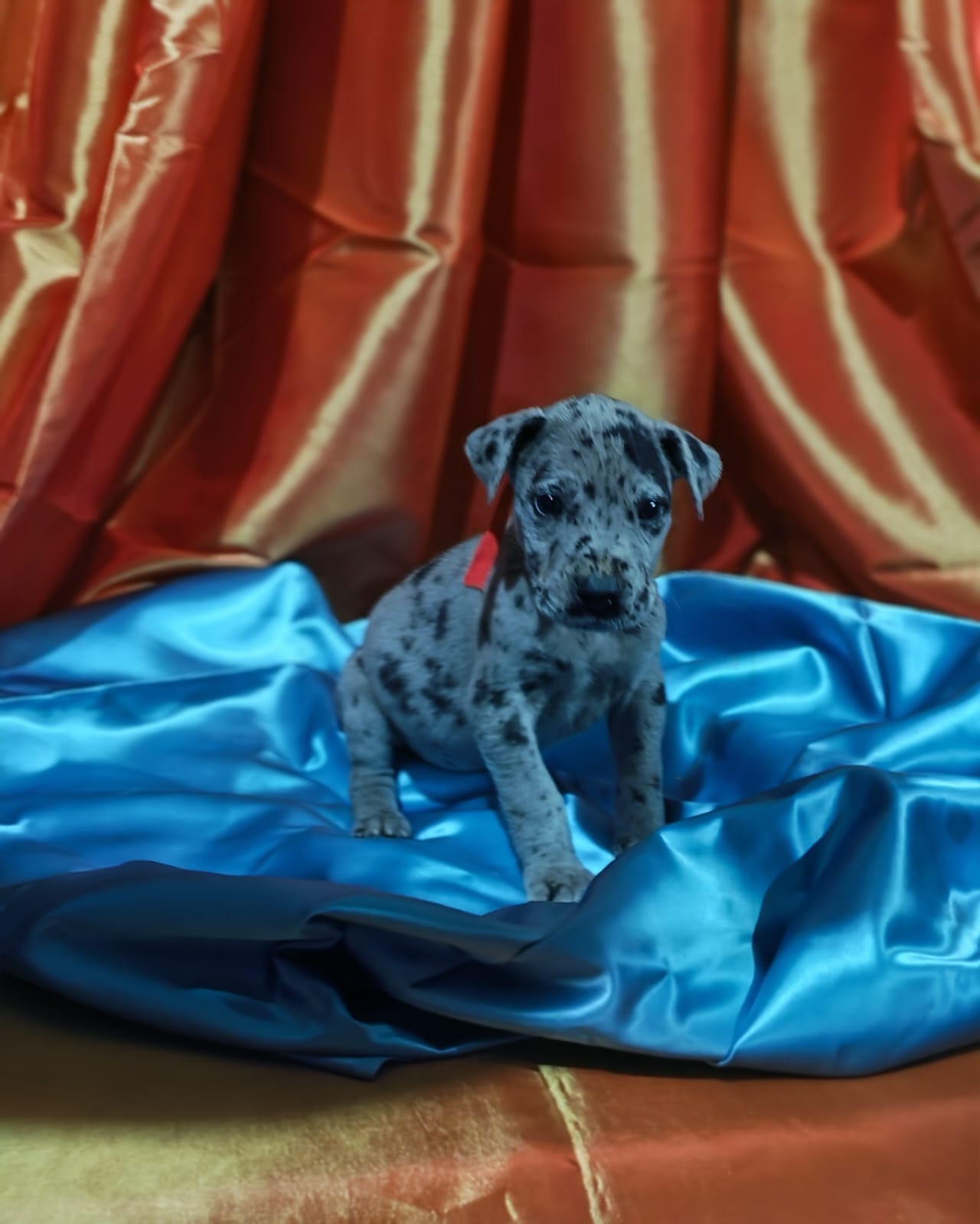Great Dane photo 3