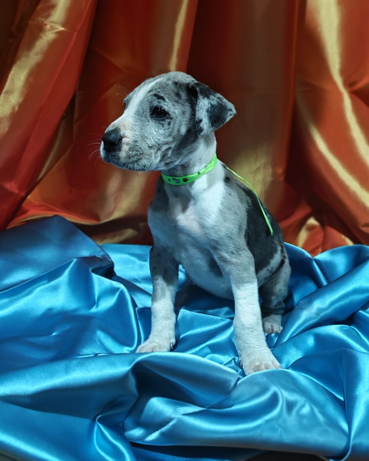 Great Dane photo 4