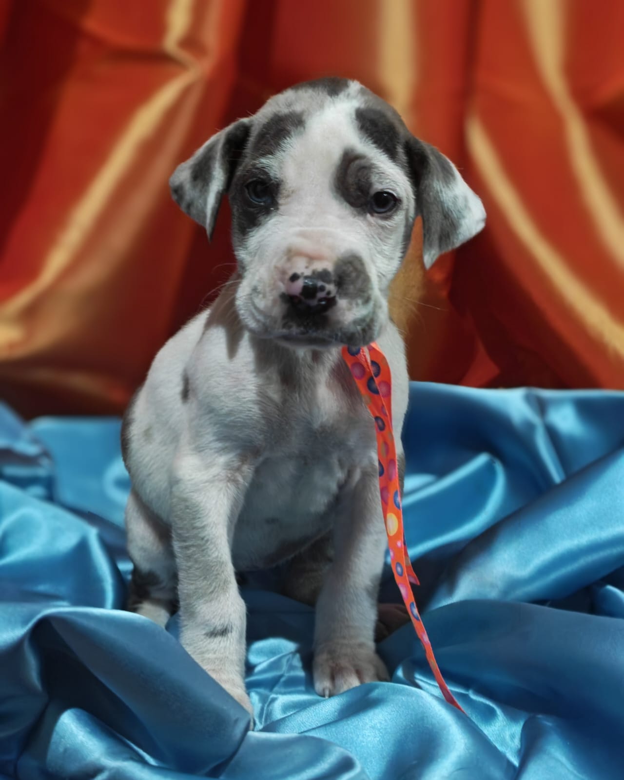 Great Dane photo 5