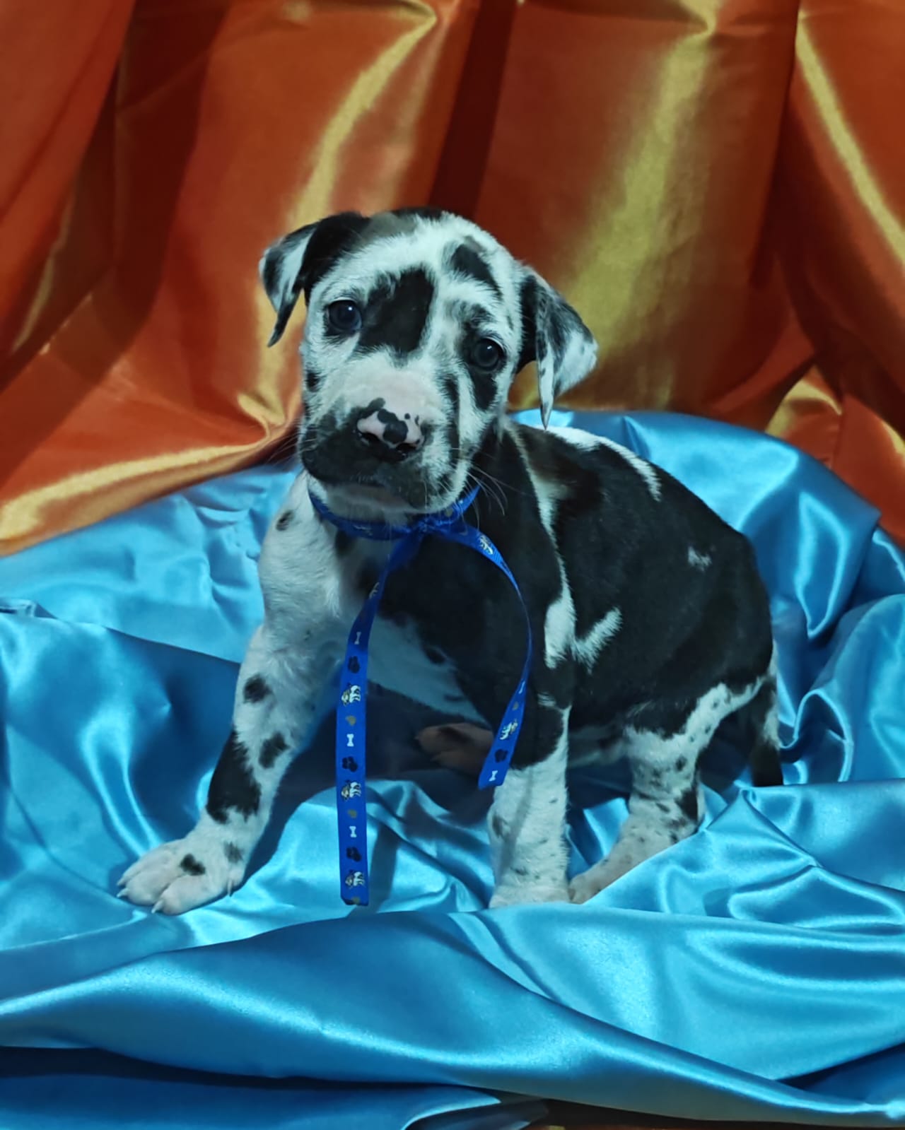 Great Dane photo 6