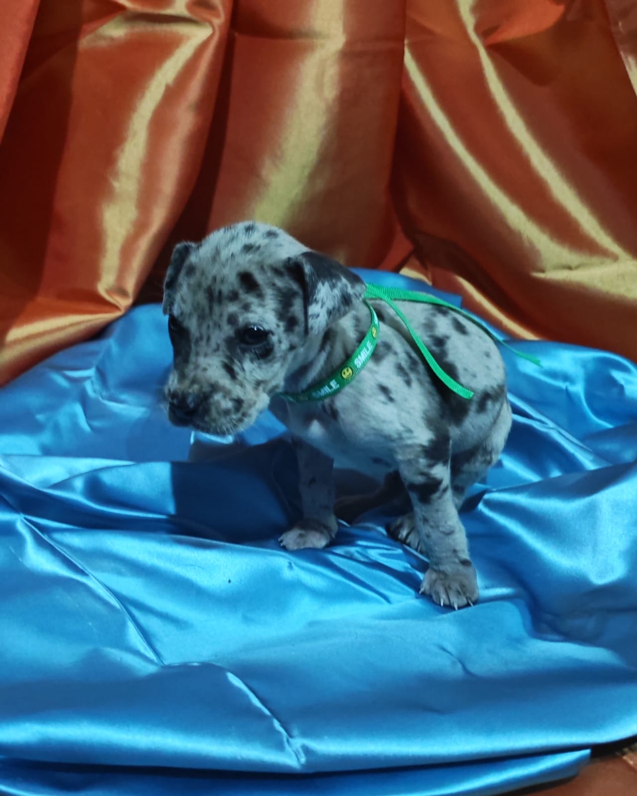 Great Dane photo 7