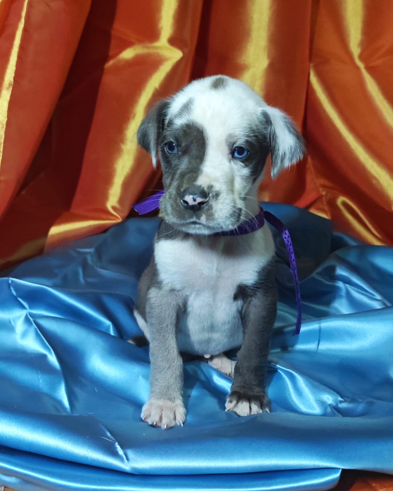 Great Dane photo 8