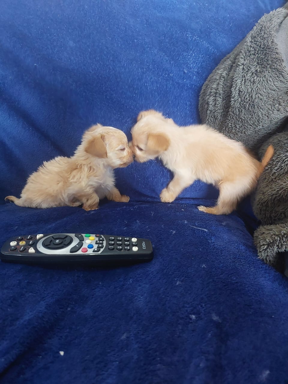 Yorkshire Terrier listing photo