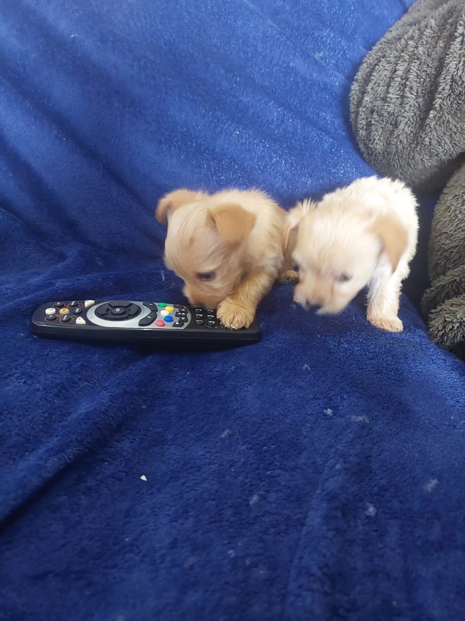 Yorkshire Terrier photo 2