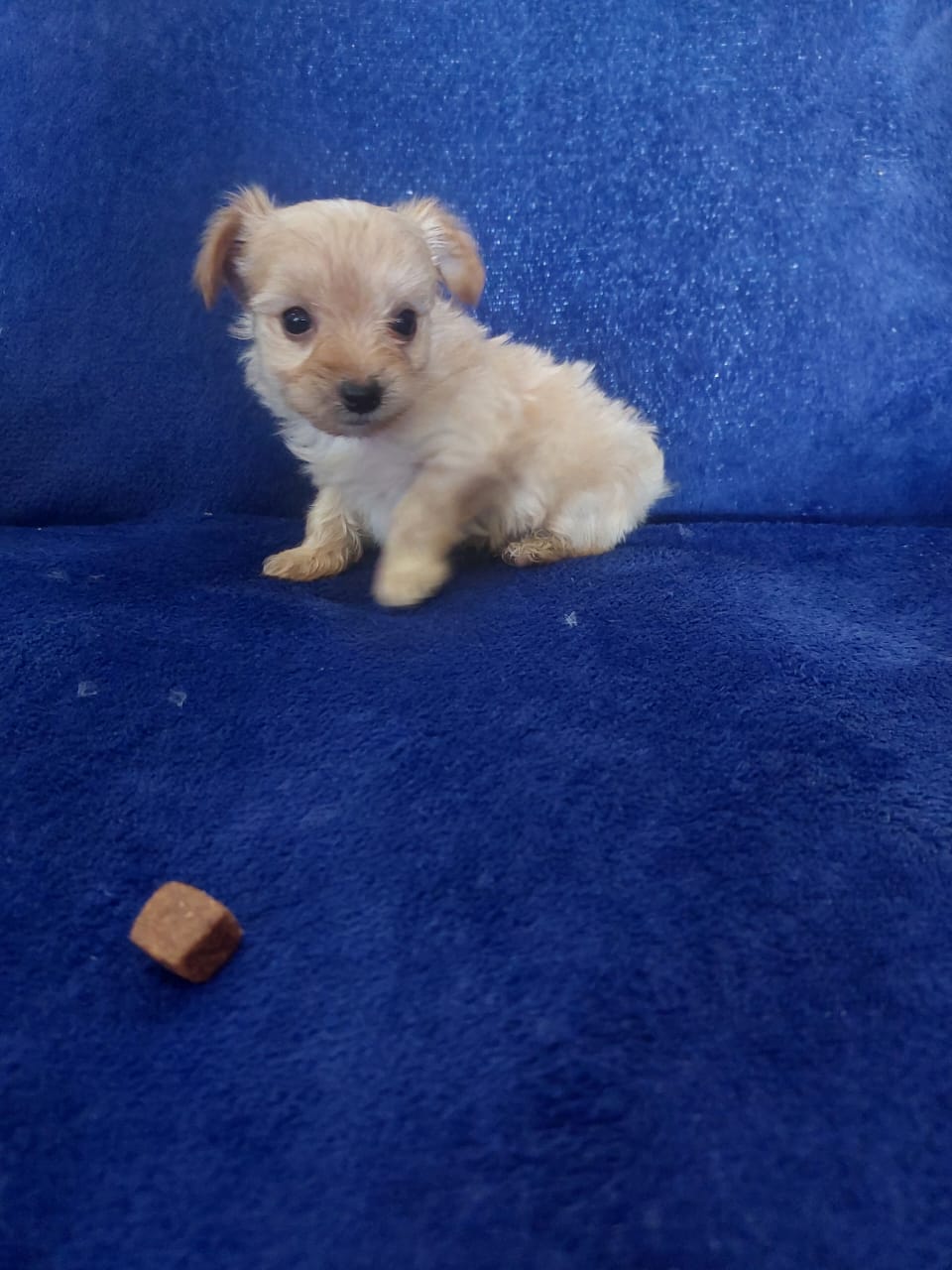 Yorkshire Terrier photo 3