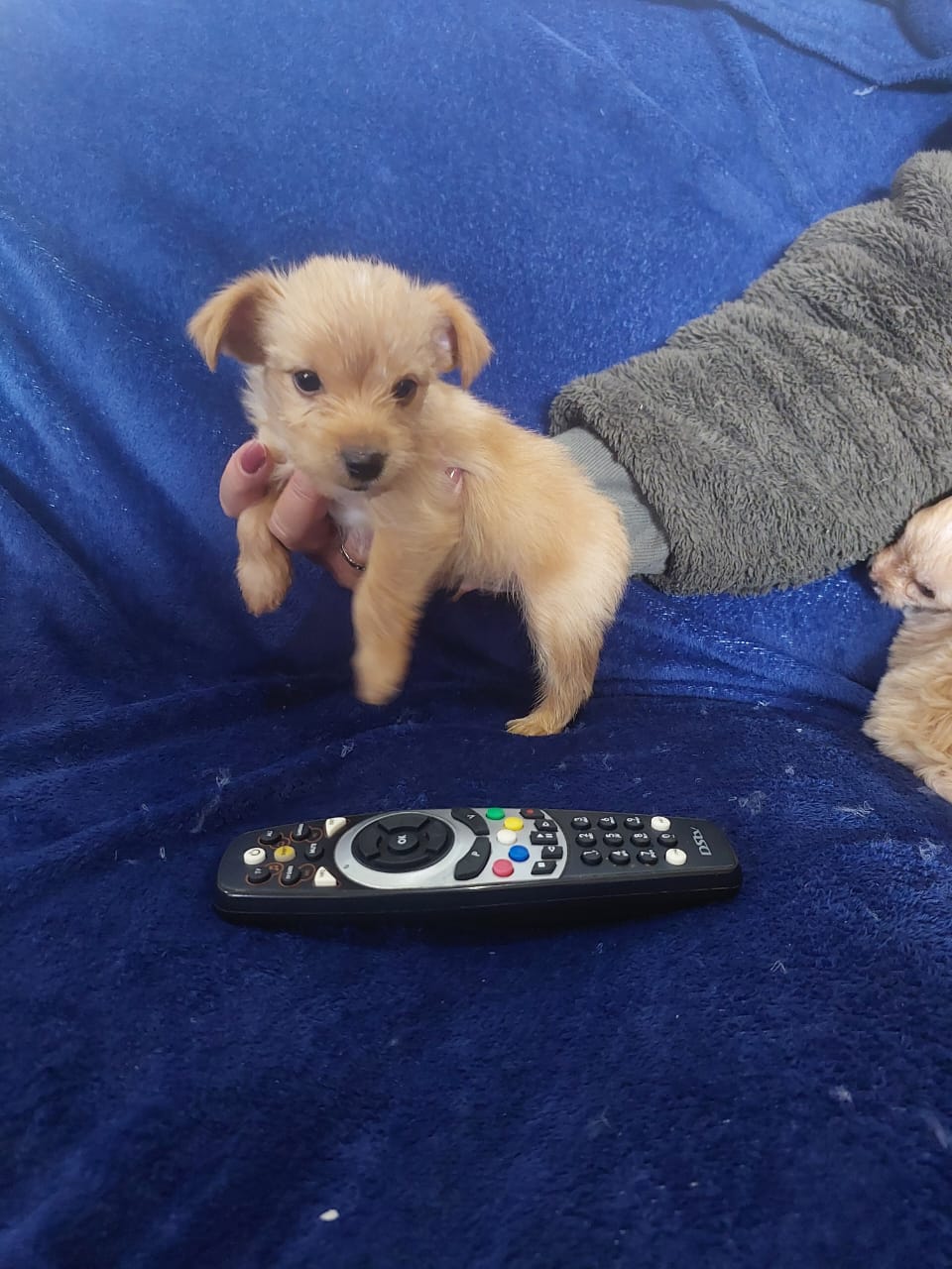 Yorkshire Terrier photo 4