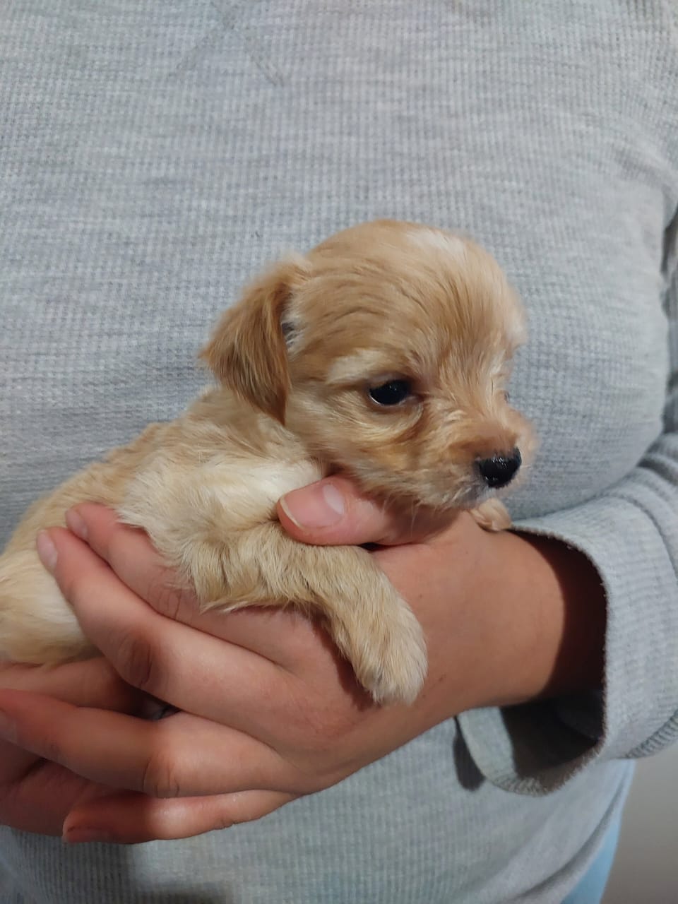 Yorkshire Terrier photo 5