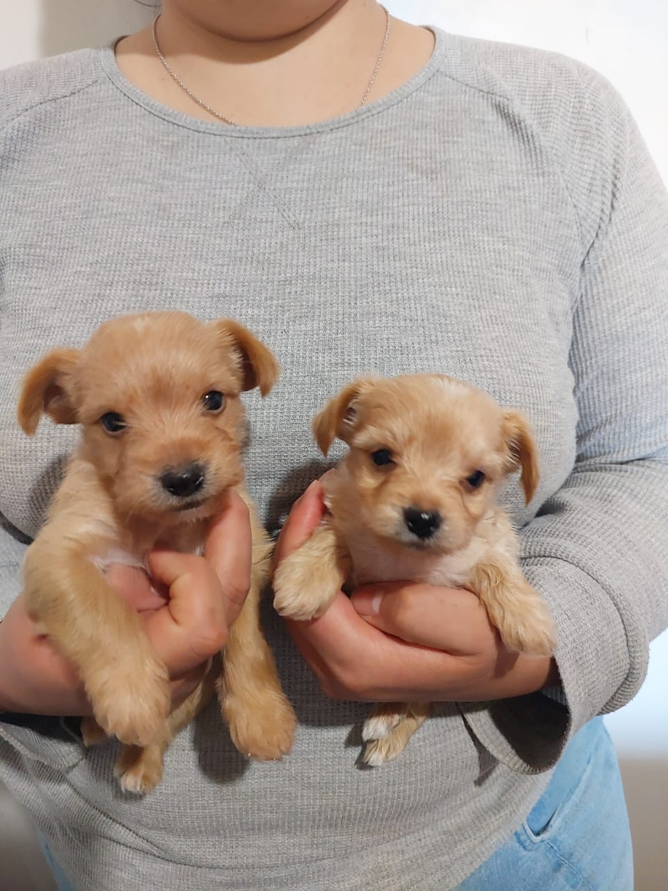 Yorkshire Terrier photo 6