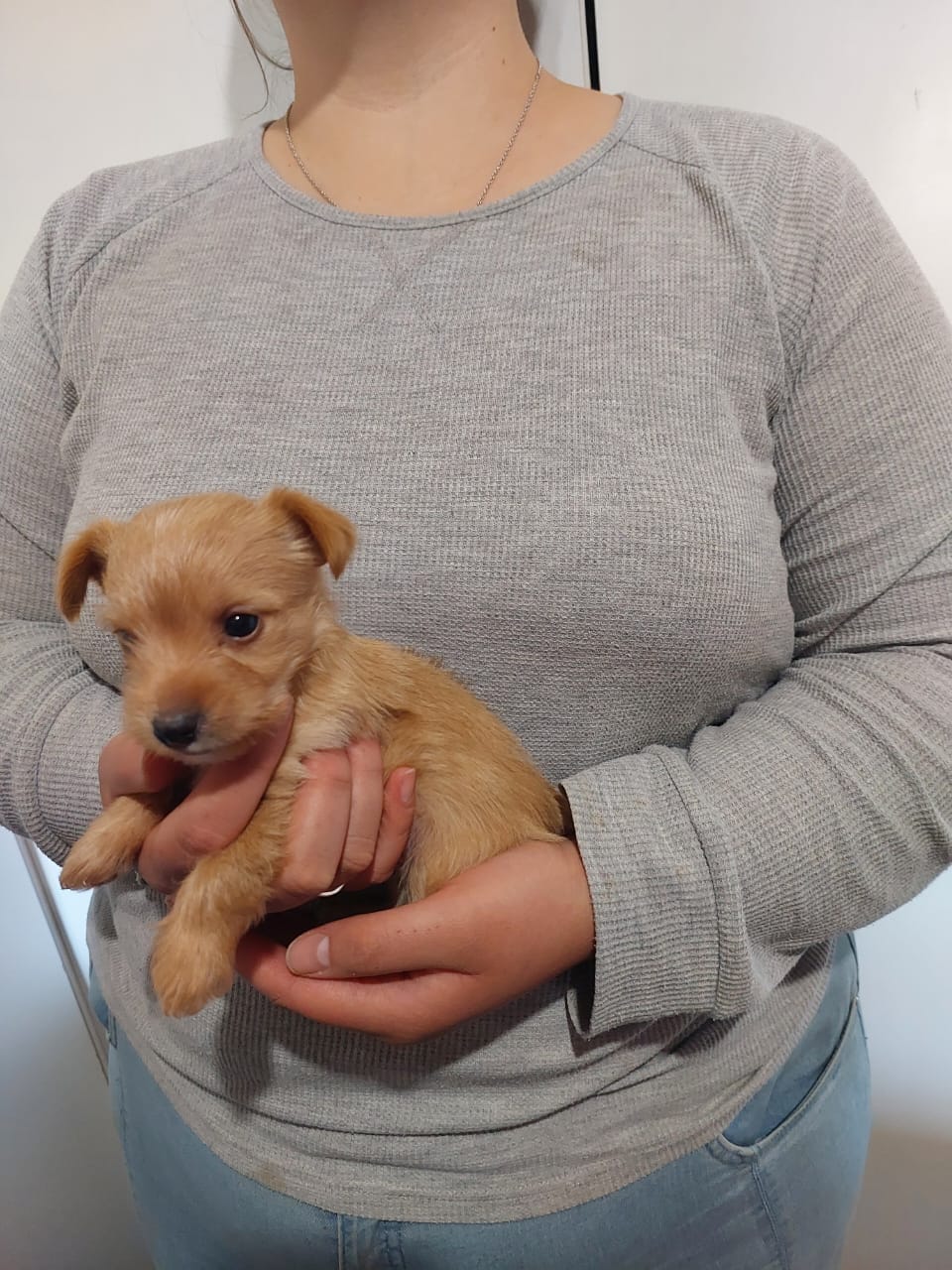 Yorkshire Terrier photo 7
