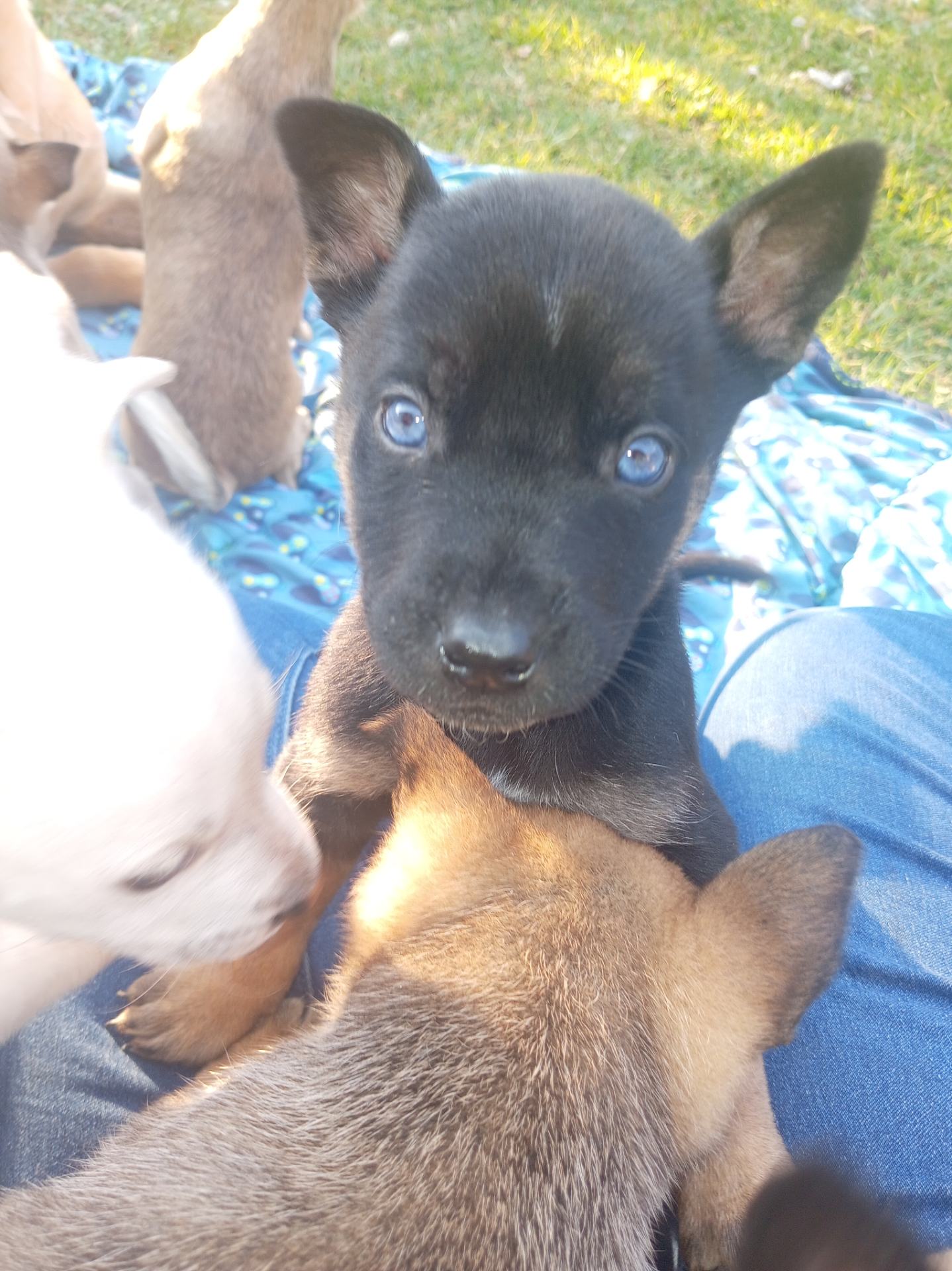 Mixed Breed — Huskey x Boerboel listing photo