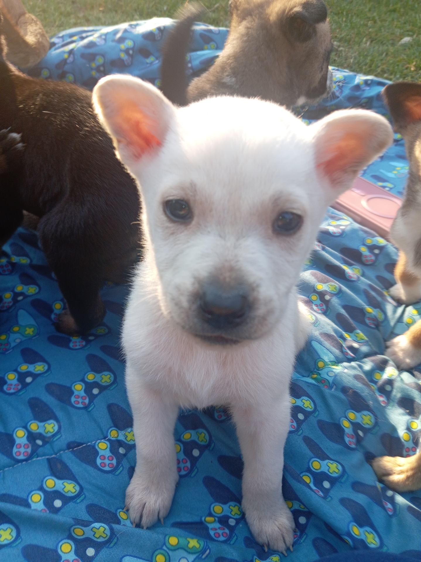 Mixed Breed — Huskey x Boerboel photo 2