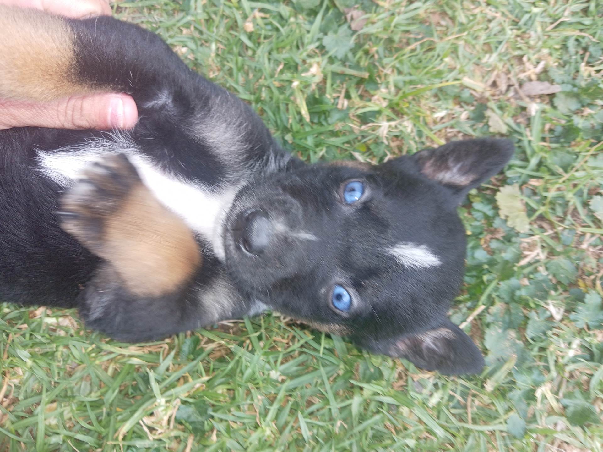 Mixed Breed — Huskey x Boerboel photo 3