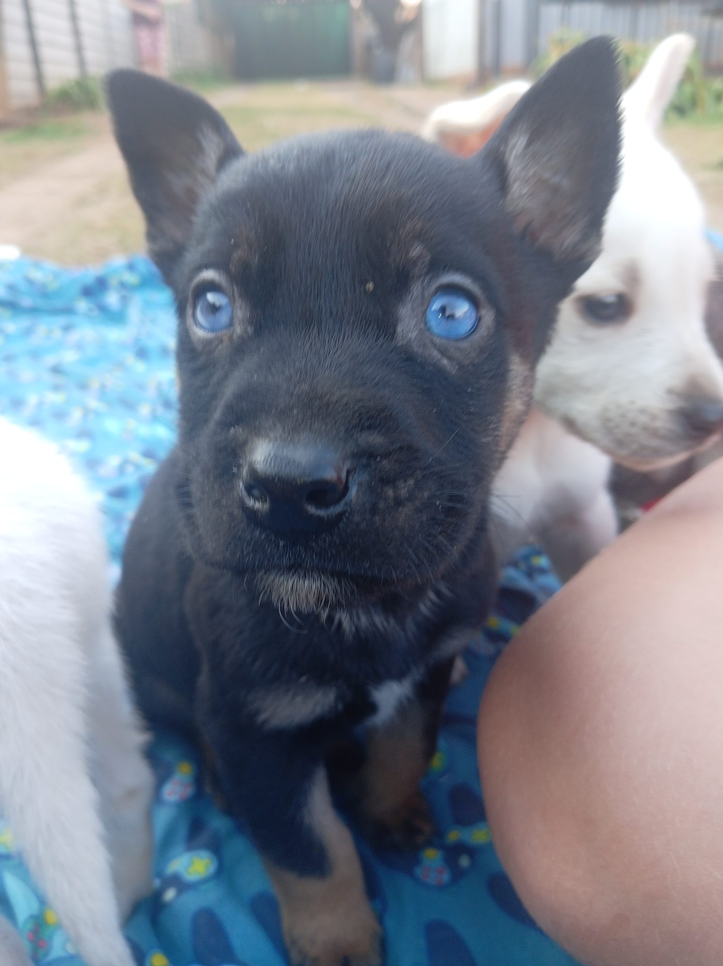 Mixed Breed — Huskey x Boerboel photo 4