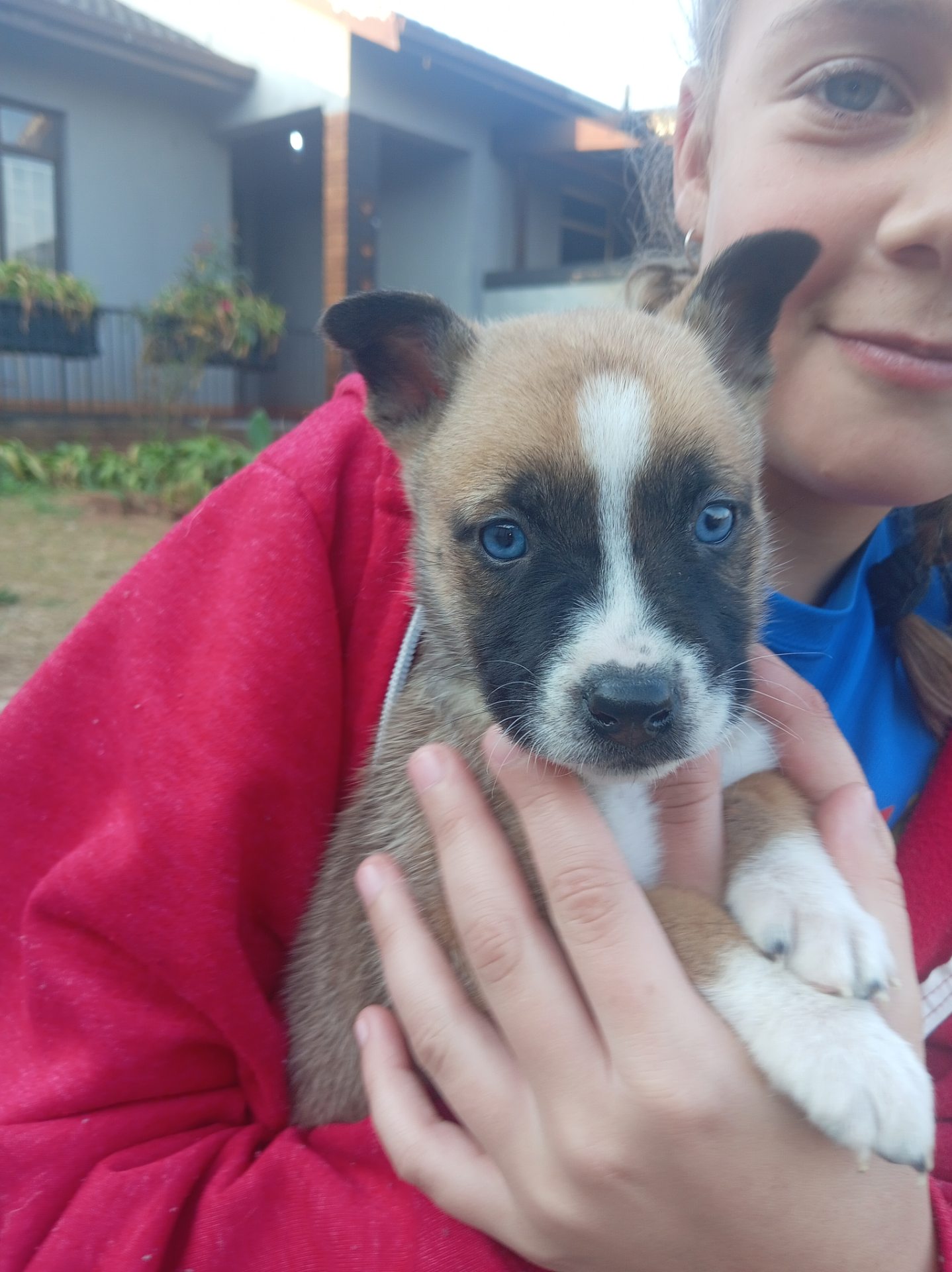 Mixed Breed — Huskey x Boerboel photo 5