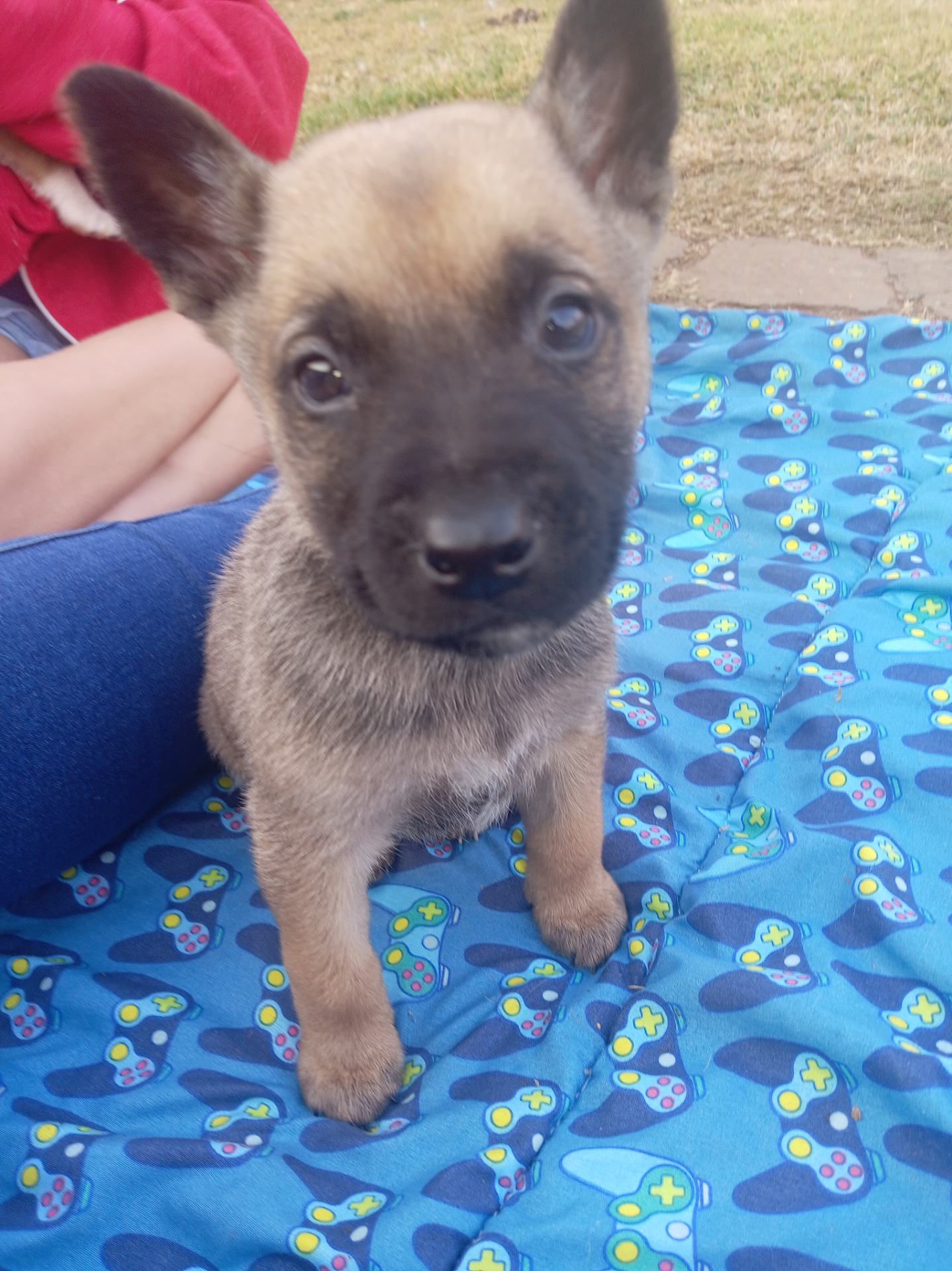 Mixed Breed — Huskey x Boerboel photo 6