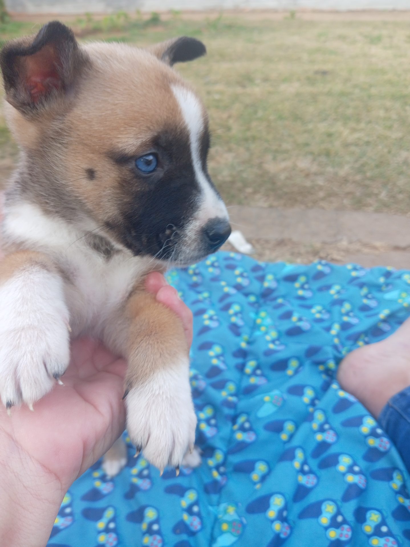 Mixed Breed — Huskey x Boerboel photo 7