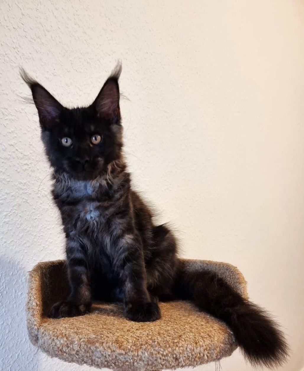 Maine Coon listing photo