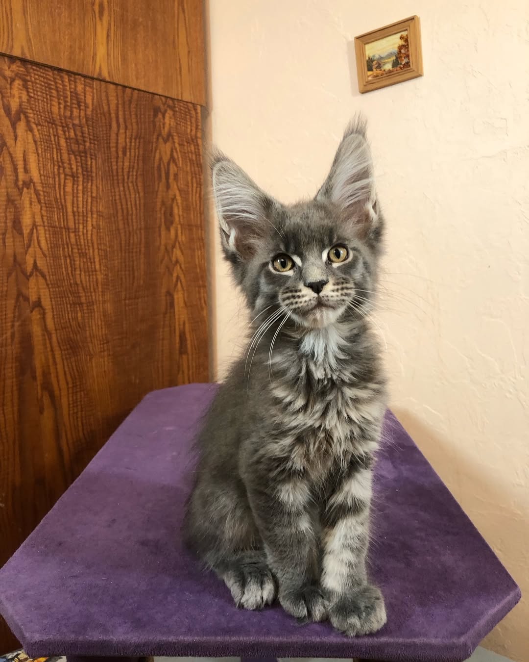 Maine Coon photo 5