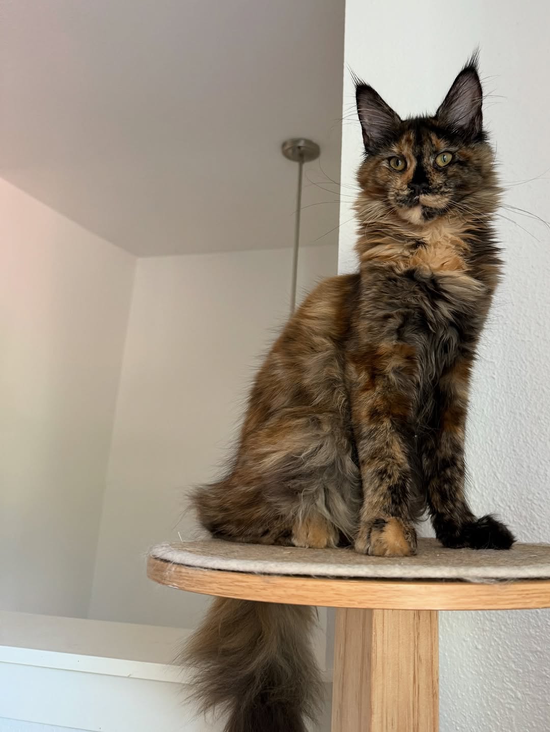 Maine Coon photo 6
