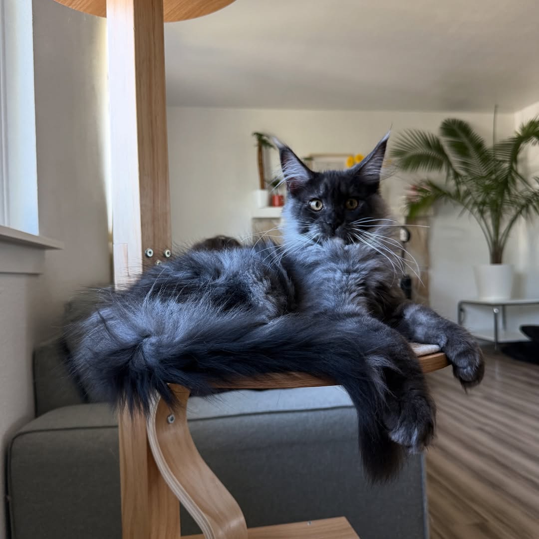 Maine Coon photo 7