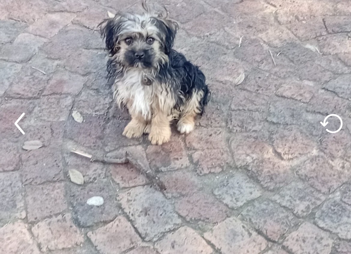 Yorkshire Terrier photo 4