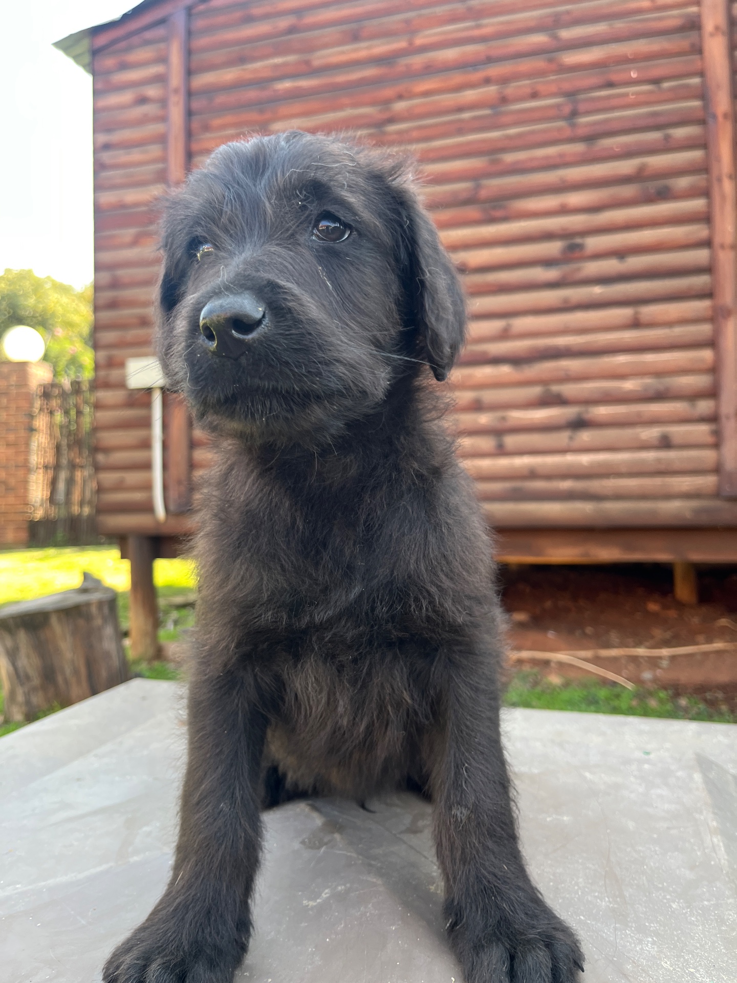 Mixed Breed — Labradoodle photo 2