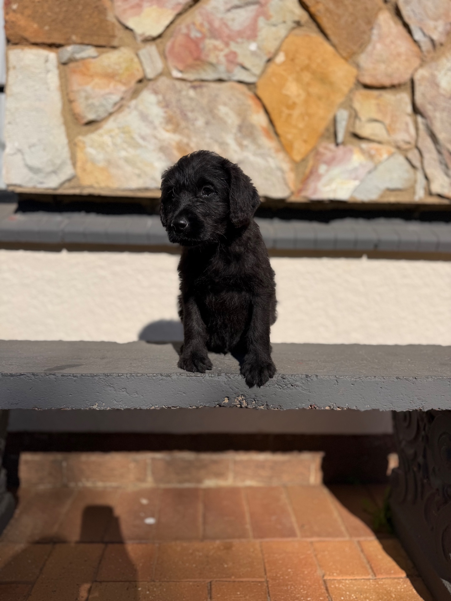 Mixed Breed — Labradoodle photo 3