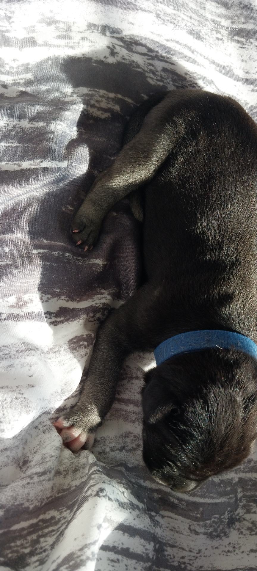 Great Dane listing photo