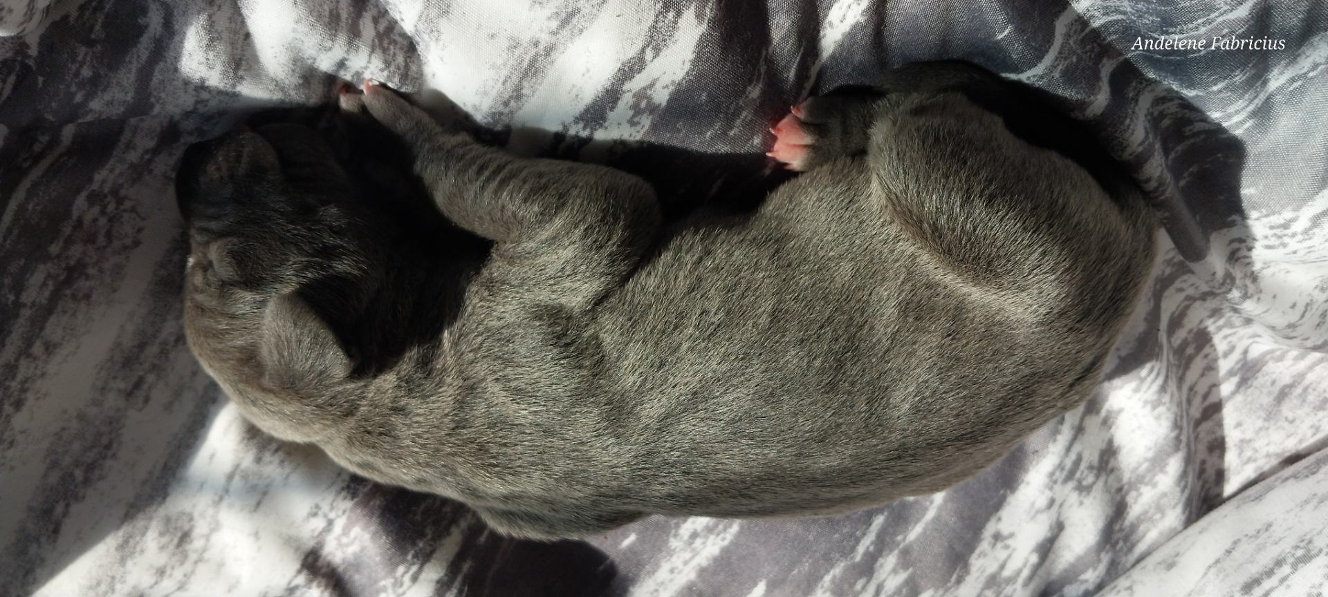 Great Dane photo 2