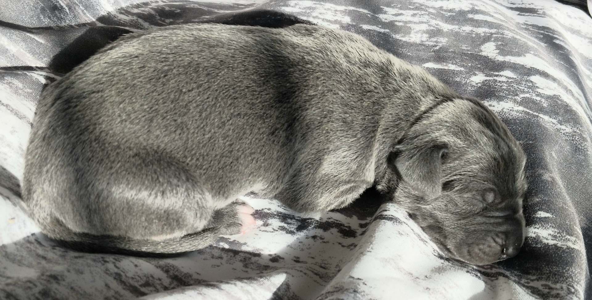 Great Dane photo 3