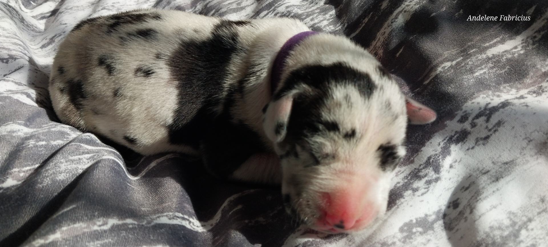 Great Dane photo 4