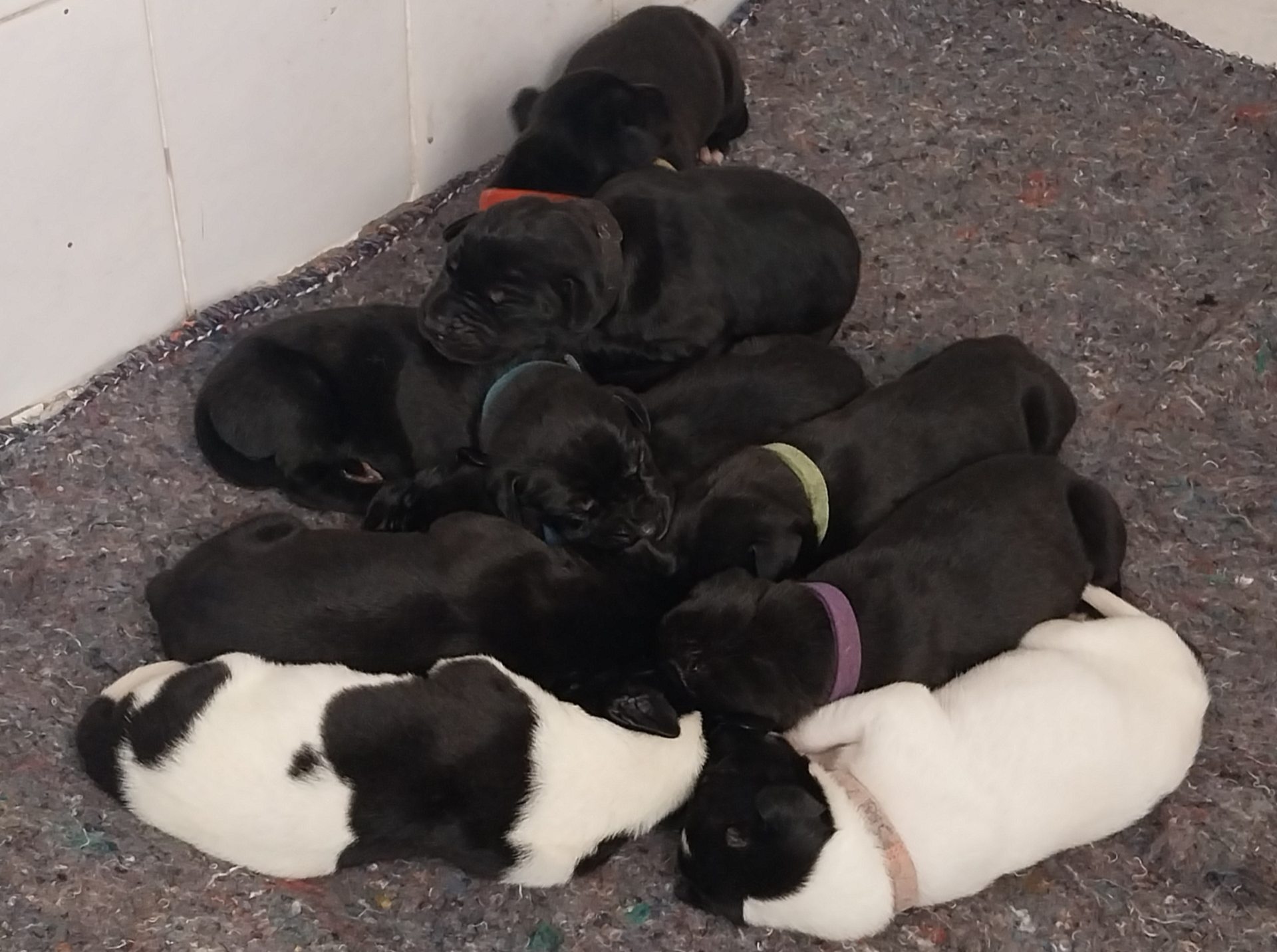 Great Dane photo 6