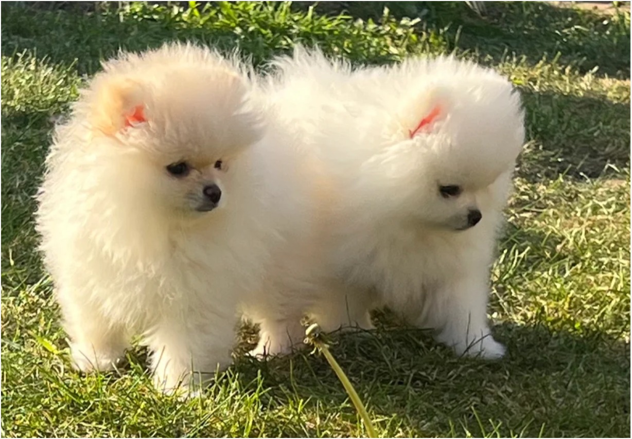 Pomeranian listing photo