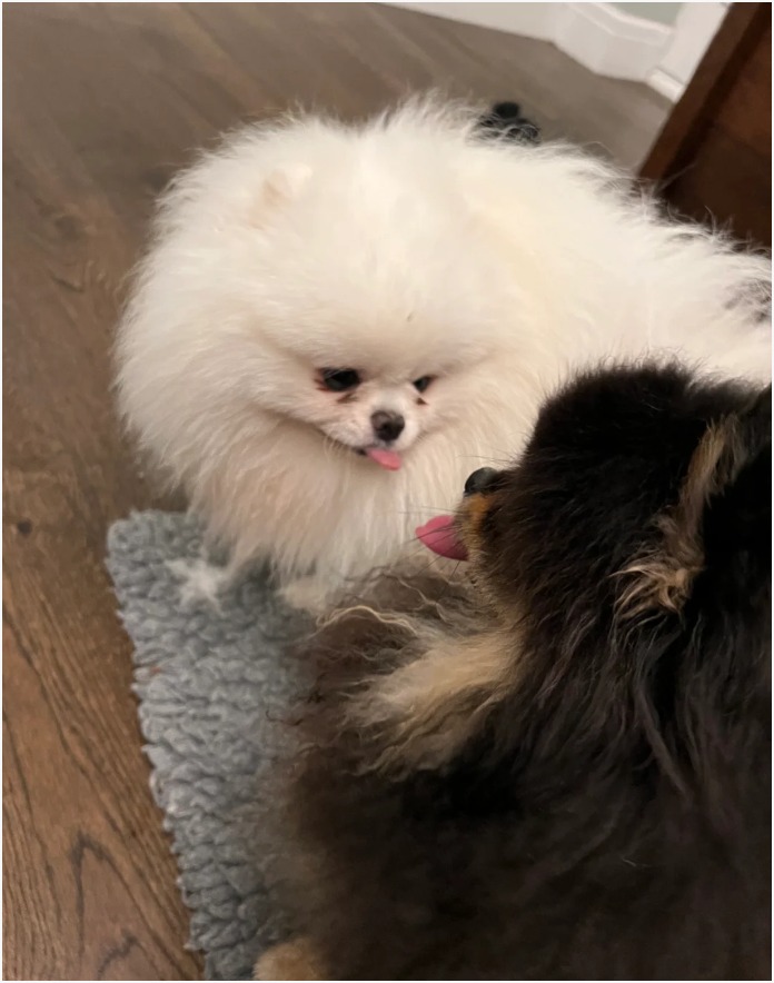 Pomeranian photo 2