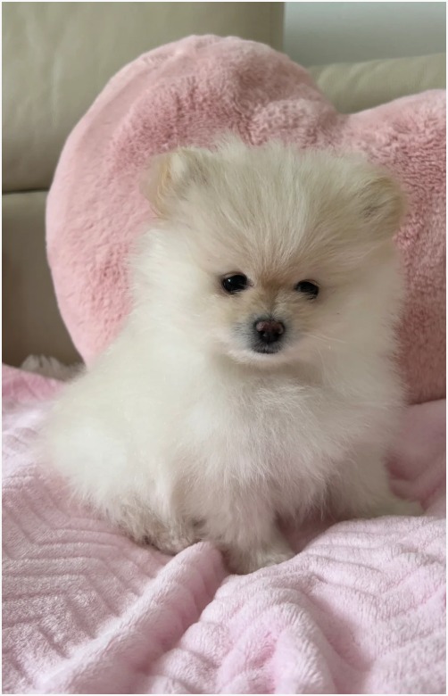 Pomeranian photo 3