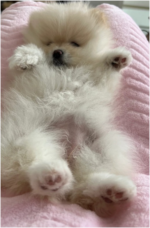 Pomeranian photo 4
