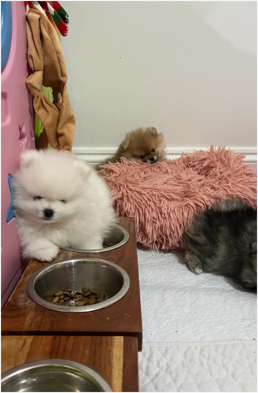 Pomeranian photo 5