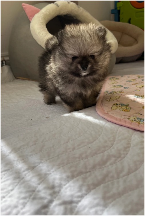 Pomeranian photo 6