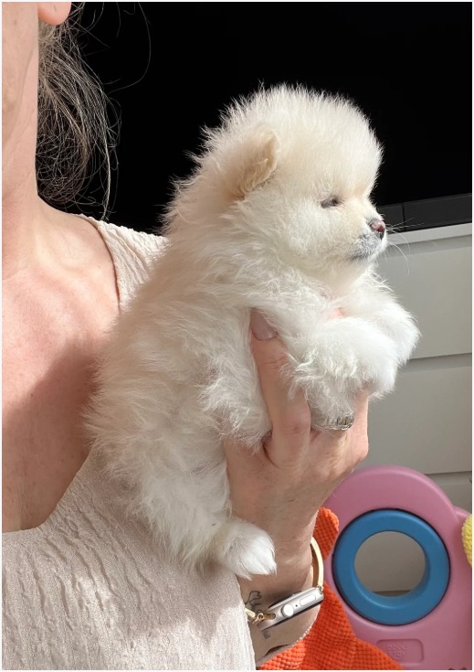 Pomeranian photo 7