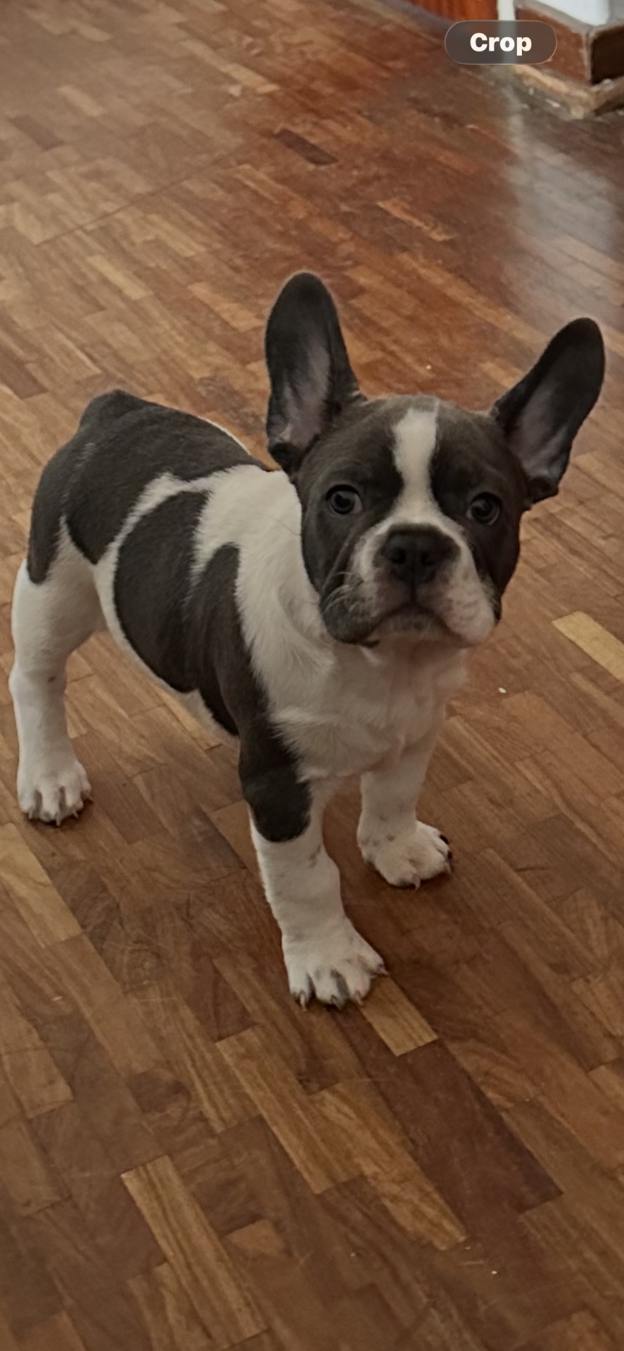 French Bulldog listing photo